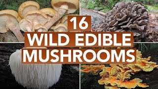 16 Wild Edible Mushrooms You Can Forage This Autumn [upl. by Ennaitak170]