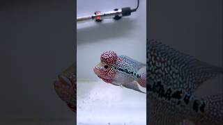 Part 1  Flowerhorn Breeding in Telugu telugu flowerhorn breeding trending viralvideo [upl. by Ulla]