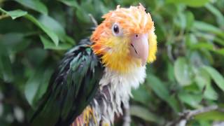 Caique Parrot Outside [upl. by Ninon]