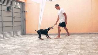 Bolt  Dobermann  3 meses [upl. by Indys]