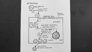 Diagram Of Replication Of Retrovirus  Replication Cycle of a Retrovirus  Class 12  Biology [upl. by Atsillac]