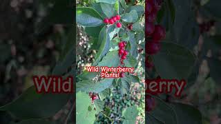 Wild Winterberry Plants ☠️🧪🫐 [upl. by Matheson48]