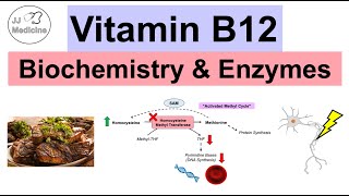 Vitamin B12 amp Why We Need It  Biochemistry Absorption amp Important Enzymes [upl. by Kanor]