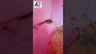 Cobra baby were recovered from different locations cuddalore snake neyveli cobrarescue animal [upl. by Anaidiriv]