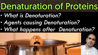 What is Denaturation Of Proteins Agents of Denaturation amp Affect of Denaturation on Proteins [upl. by Arrait565]