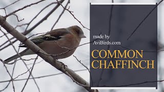 Common Chaffinch Fringilla Coelebs [upl. by Lalat]