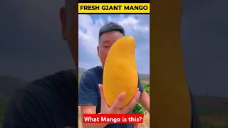 What Variety of Mango is this shorts fruits [upl. by Nelyak]