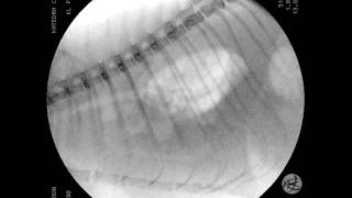 Cat with pleural effusion 2  hydrothorax  Fluorscopy wiev xray [upl. by Atterbury]