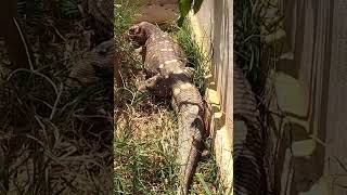 คลั่งหิว Black throated monitor lizard [upl. by Stephani]