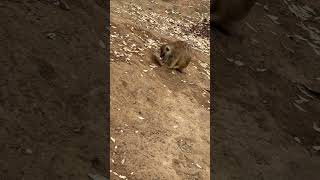 Meerkat at the cincinnatizoo [upl. by Nalehp]