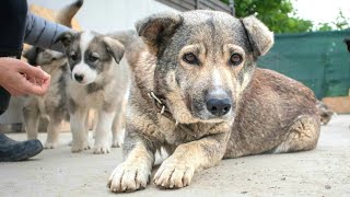 Rescue Of Sweetest Stray Dog And Her Last Puppy [upl. by Lain]