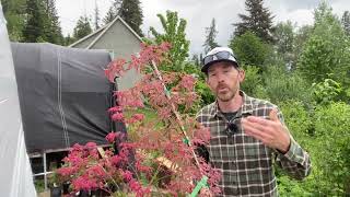 Episode 100 Red Japanese Maple Turn Green Trick [upl. by Kroll]