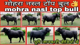 Mohra Nasl Top Bull HLDB मोहरा नस्ल टॉप बुल  RustamSultan M29 Hisar bovine [upl. by Olympia34]