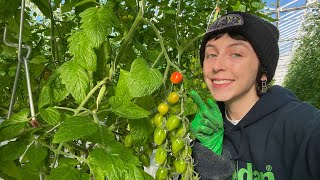 Update from a UK tomato grower what’s happened this month on the farm [upl. by Dnalevelc612]