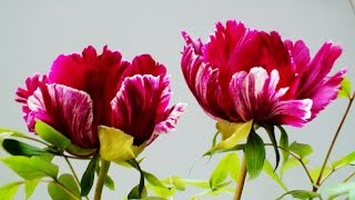 2017驚豔牡丹花30多品種台灣栽培成功的日本牡丹 ボタン Paeonia suffruticosa [upl. by Nnayd495]