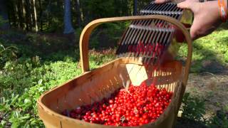 Swedish Lingonberries  quotA Living Traditionquot [upl. by Wilhide]