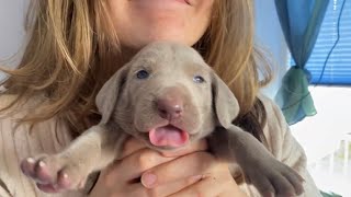 Die Weimaraner Welpen  Woche 3 im Welpenzimmer [upl. by Ydna]