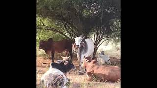 Shree Krishna cow feed babyanimal shortsvideo animals [upl. by Hameean]