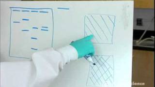 Electrophoresis How to Read Results [upl. by Thetisa836]