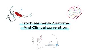 Trochlear nerve anatomy and clinical correlation شرح بالعربي [upl. by Guerra]