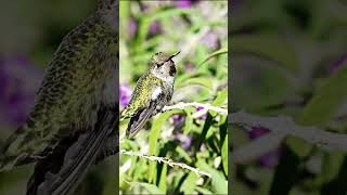 Beautiful Hummingbird Flying Away birds deersighting [upl. by Aerdnwahs]