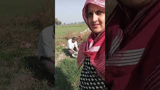 Byah di anpadh Hali ke🤗😍🤣khet hariyanvi song viralvideo shorts [upl. by Guyon]