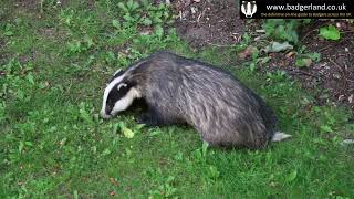 Amazing footage of badgers emerging and feeding in the daylight – 19th July 2016 [upl. by Mall]