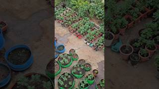 My garden view mygarden gardening shortvideo ytshorts shorts [upl. by Felton]