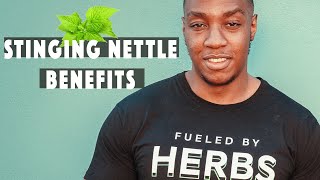 4 BENEFITS OF STINGING NETTLE amp concerns  Everyone should own this [upl. by Ahsaz]