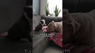 Tiny Puppy Challenges Giant Dog in EPIC Couch Battle shorts cutedogs dogsoftiktok [upl. by Eirene]