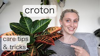 CROTON CARE  Codiaeum Variegatum Care Tips amp Tricks [upl. by Schwarz441]