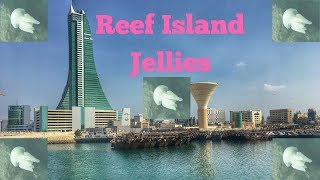 Living in Bahrain Reef Island Jellyfish bahrain expatlife jellyfish [upl. by Tallula97]