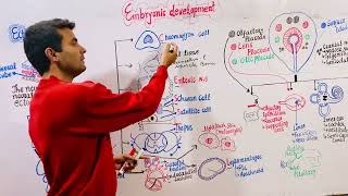 Embryology  Ectoderm [upl. by Connelly]