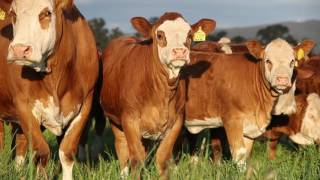 Simmental Large Corporate video [upl. by Nosyd]