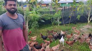 Free Range Chicken Farming [upl. by Laersi]