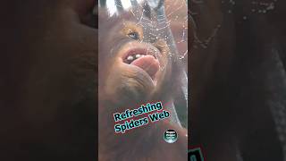 Refreshing Spiders Web funnyanimals [upl. by Brainard309]