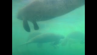 Manatee at Homosassa Springs Florida [upl. by Ardena]