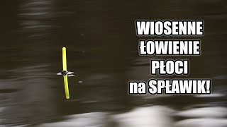 WIOSENNE ŁOWIENIE PŁOCI na SPŁAWIK [upl. by Aikym381]