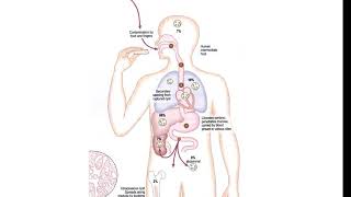 Echinococcus granulosus lecture [upl. by Herrle]