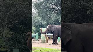 Neenga 🐘Yaanaiku 🦷 Velaki vitrukeengala ⁉️🤯 shorts tamil tamilvideo [upl. by Riba]