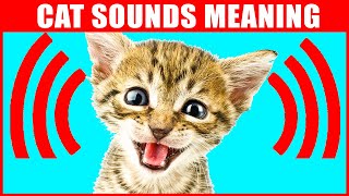 8 Sounds Cats Make and What They Mean [upl. by Hayifas]