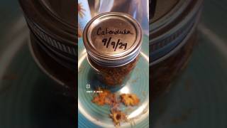 Creating Calendula infused oil for my salves [upl. by Suivatram]