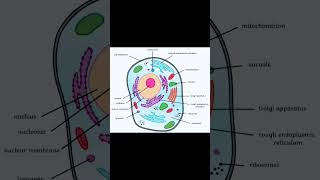 Well labelled animal cell  How to draw animal cell [upl. by Spring]