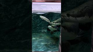 Arapaima ate 🩶 a silver arowana fishing arapaimafish shortsviral short viral trending [upl. by Douty339]