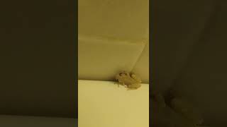 rana Scinax en mi baño [upl. by Hafler]