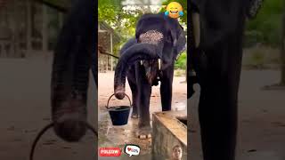 Funny elephant 😂🐘 elephant animals funny monkey lion dog tiger Jhakjhoran Lal shortvideo [upl. by Leizar]