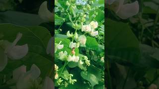 Lablab Bean Or Dolichos Bean Plant lablaban dolichos bean shorts vagitable youtubeshorts [upl. by Richella]