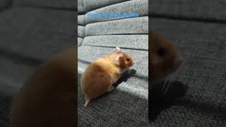 El hamster inmovil [upl. by Pernick]