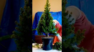 🎄 How to create a Spruce Bonsai Tree 🌲 bonsai bonsaitreesforbeginners shortsvideo howto [upl. by Rihaz]