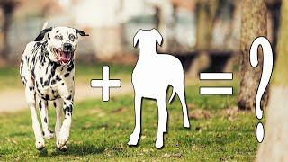 Top 07 Unreal Spotty Dalmatian Mixes Cross Breed Dogs  Dalmatian Mix Dogs [upl. by Griz297]